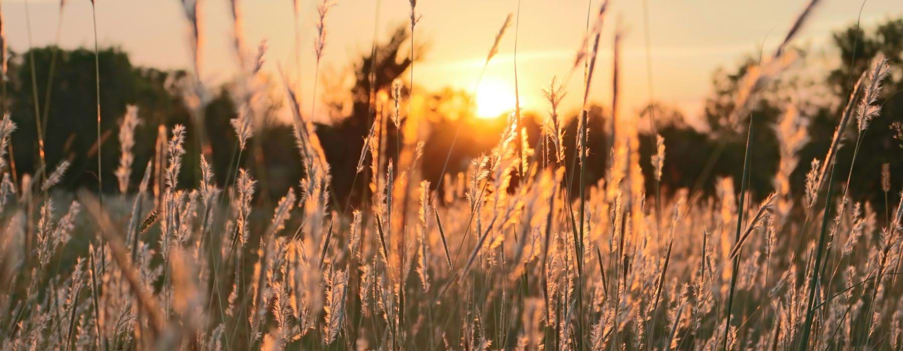 a field of tall grass