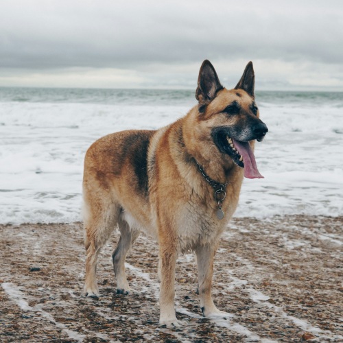 A husky smiling on the beach